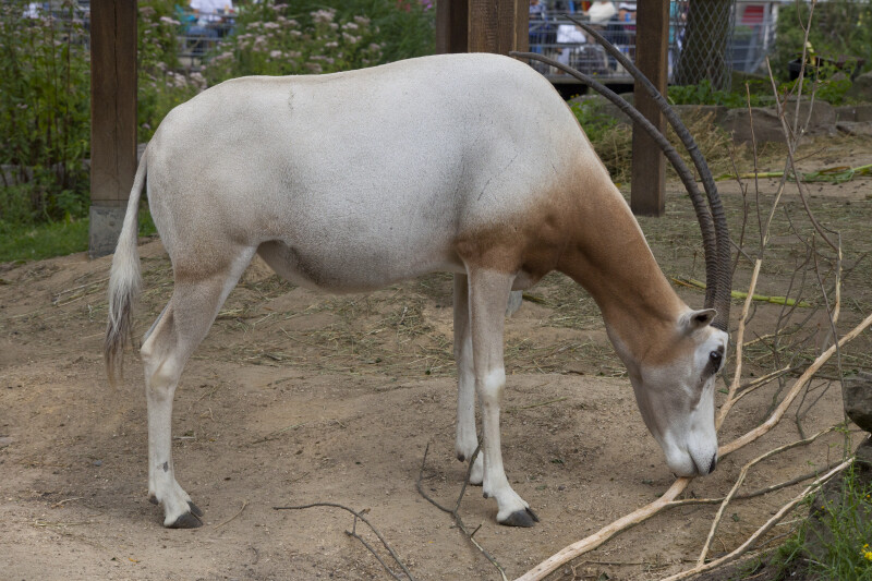 Scimitar Oryx Sniffing Dead Branch at the Artis Royal Zoo