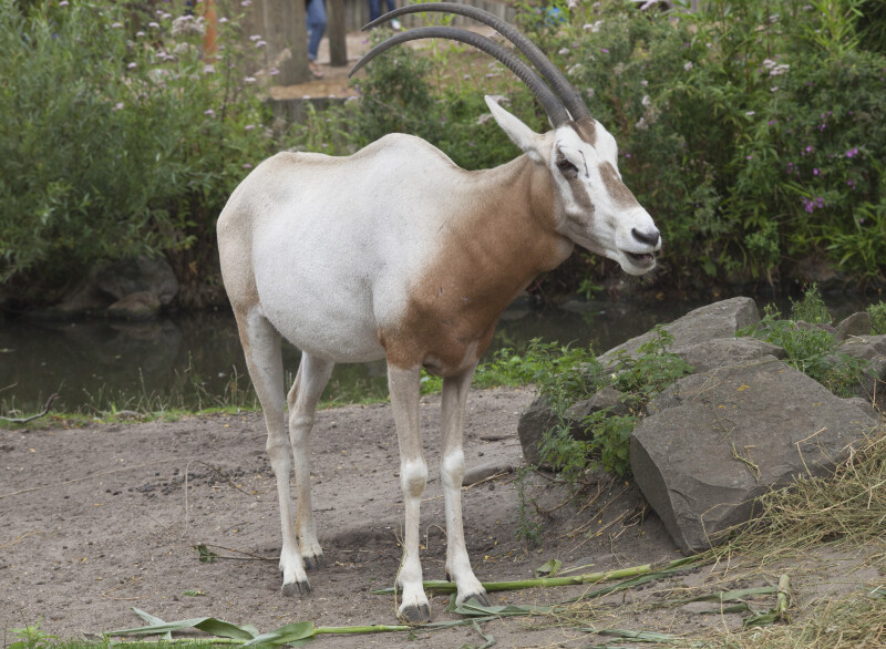Scimitar Oryx Standing in its Enclosure at the Artis Royal Zoo