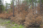 Scorched Land at the Chinsegut Wildlife and Environmental Area