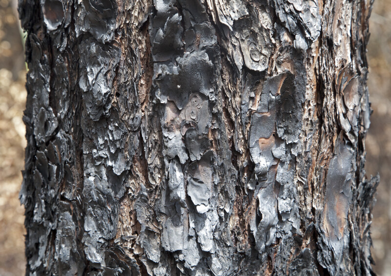 Scorched Pine Tree Bark