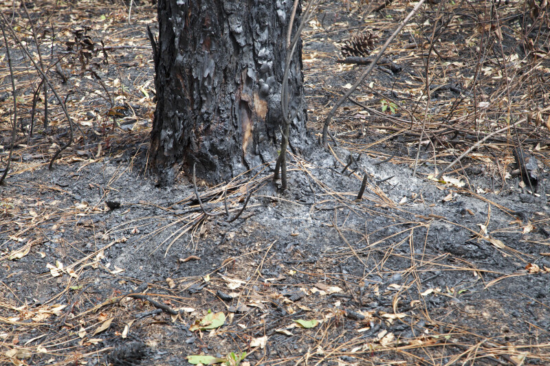 Scorched Pine Tree Trunk