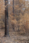 Scorched Pine Trees Surrounded by Trees with Brown Leaves