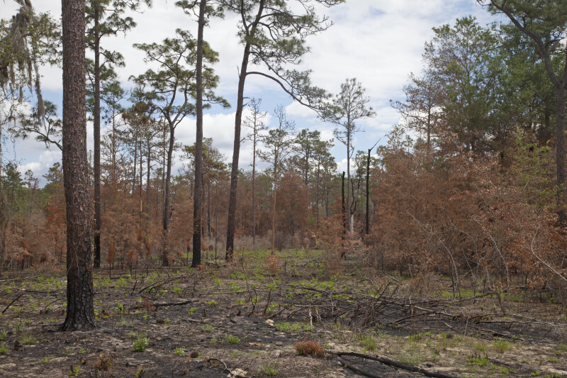 Scorched Portion of the Chinsegut Wildlife and Environmental Area