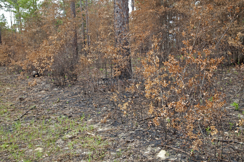 Scorched Trees at the Chinsegut Wildlife and Environmental Area