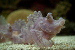 Scorpion Fish Close-Up