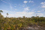 Scrub and Sky