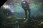 Scuba Divers
