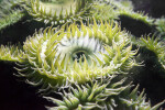 Sea Anemone with Green Tentacles
