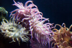 Sea Anemone with Purple and White Tentacles