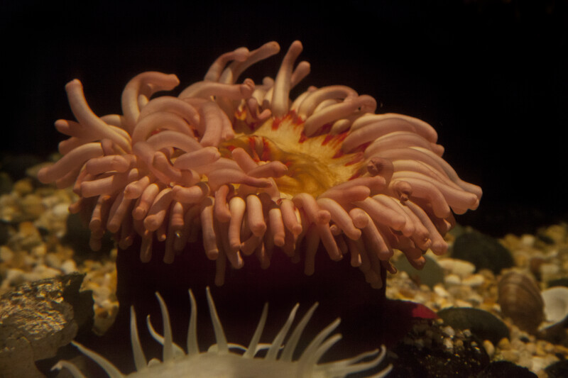 Sea Anemone with Whitish-Pink Tentacles