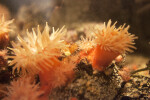 Sea Anemones Attached to Rocks