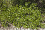 Sea Daisy at Biscayne National Park