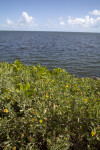 Sea Daisy Shrub Near Water