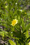 Sea Daisy's Yellow Flower and Green Leaves