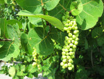 Sea Grape Detail