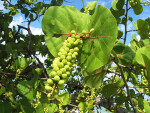 Sea Grape Leaf and Fruit