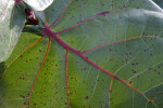 Sea Grape Leaf Close-Up