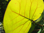 Sea Grape Leaf