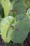 Sea Grape Leaves at the Flamingo Campgrounds of Everglades National Park