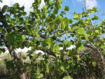 Sea Grape Near Beach