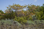 Sea Grape Tree Amongst Other Trees and Shrubs