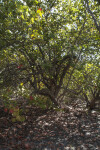 Sea Grape Tree at Biscayne National Park