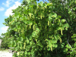 Sea Grape