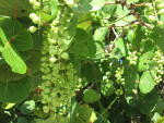 Sea Grapes