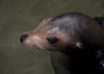 Sea Lion from Above