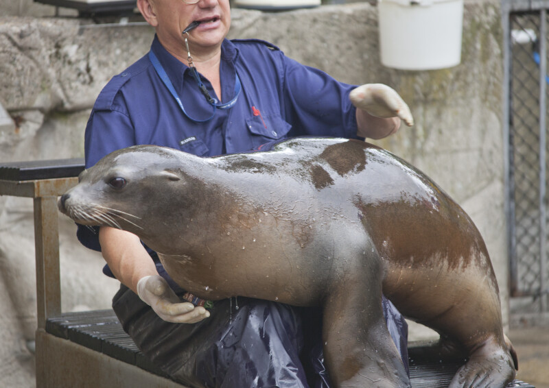 Sea Lion Resting in its Trainer's Lap