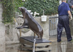 Sea Lion with Front Flippers on a Platform at the Artis Royal Zoo