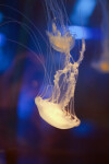 Sea Nettles