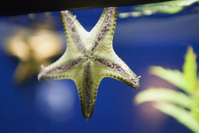 Sea Star Underside