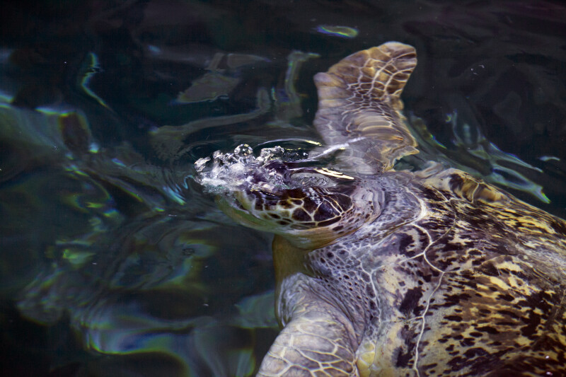 Sea Turtle Exhaling in Water
