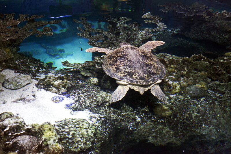 Sea Turtle Swimming Above Coral
