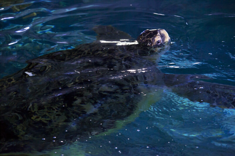 Sea Turtle with Head Partially Above Water