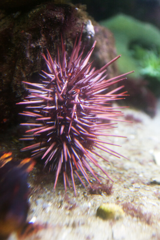 Sea Urchin with Light Purple Spikes