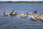 Seabirds Resting on Rocks