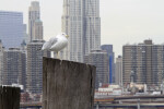 Seagull and City
