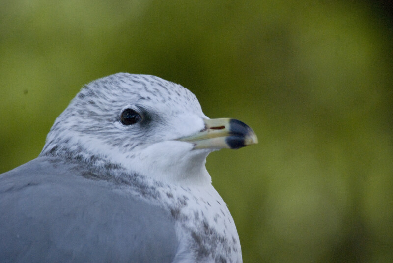 Seagull Close-up