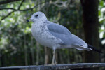 Seagull on Railing