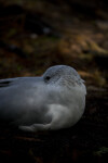 Seagull on the Ground