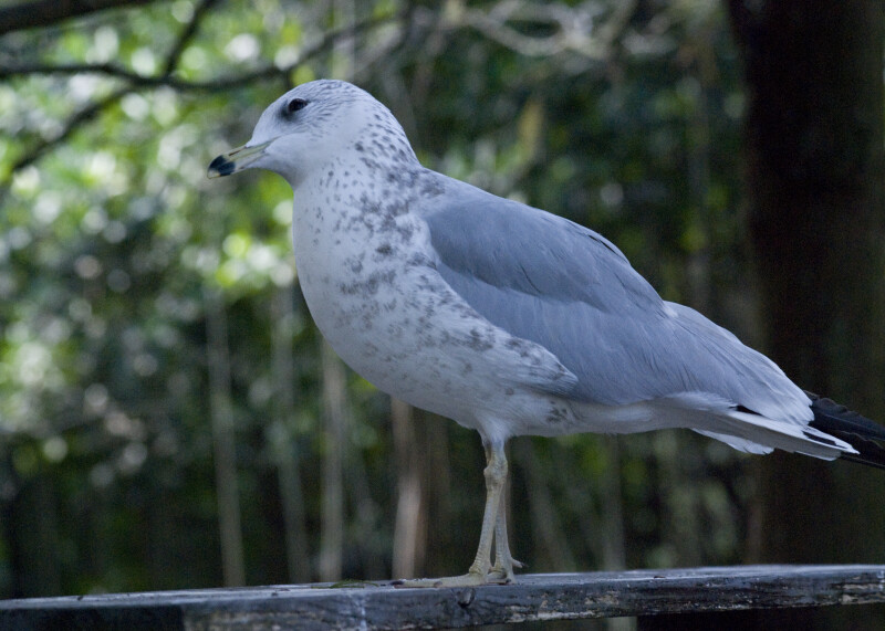 Seagull on Wooden Railing