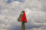 Seagull Resting