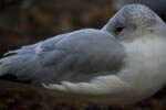 Seagull Resting