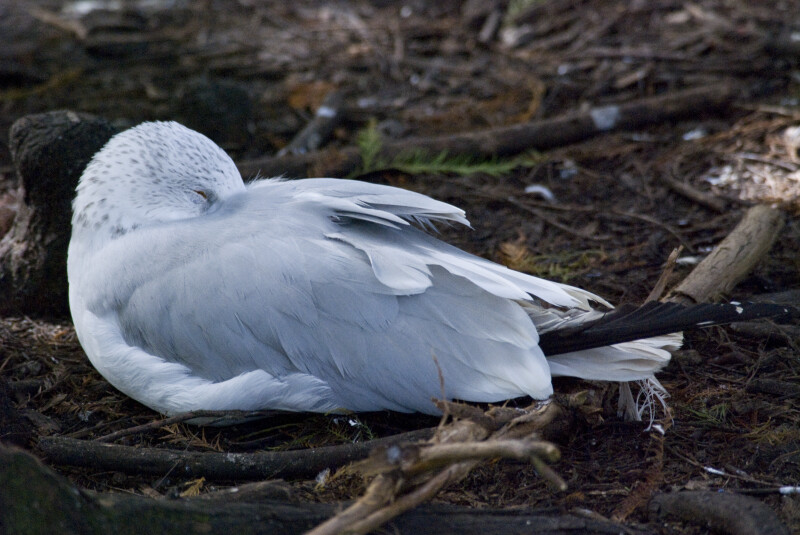Seagull Sleeping
