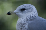 Seagull's Head