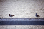 Seagulls Standing