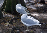 Seagulls Under Tree