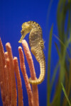 Seahorse at The Florida Aquarium